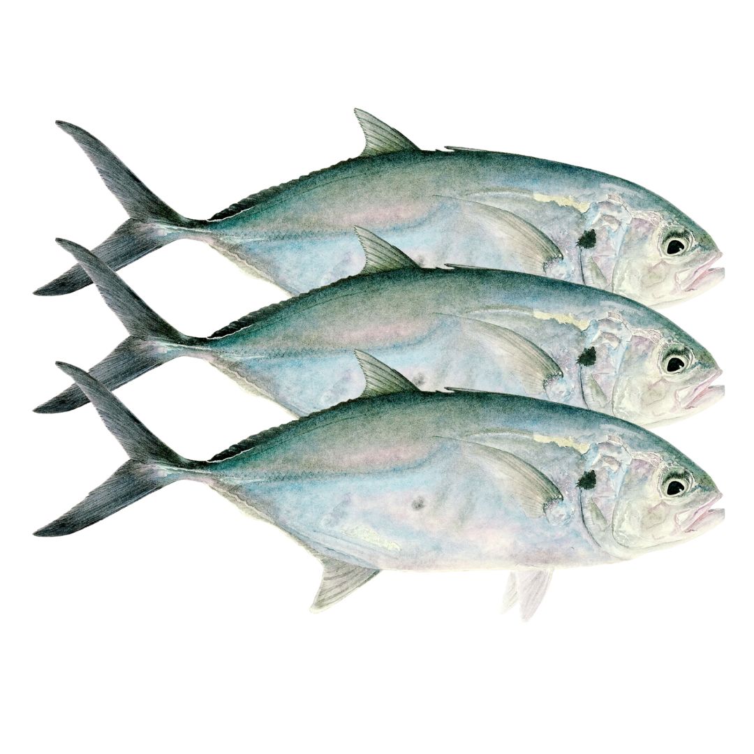 BLUE RUNNER .75-1 LB WHOLE FISH IWP 2