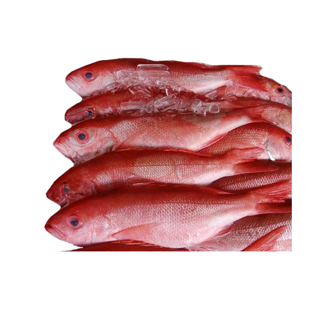BEE GEE SNAPPER B-LINER .5-.75LB / 10LB
