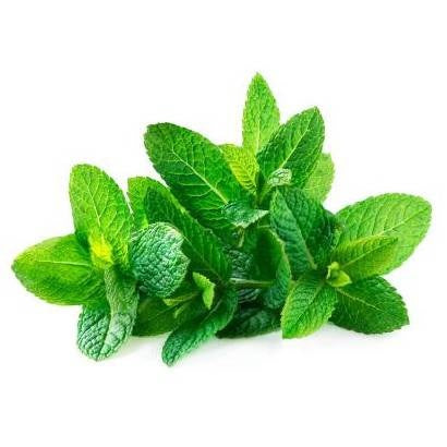 HERB FRESH MINT 1LB / CS