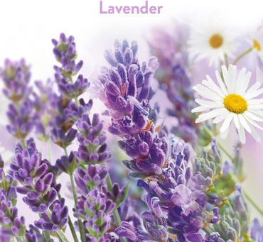 Air-Wick Stick up - lavender & chamomile 12/2 ct